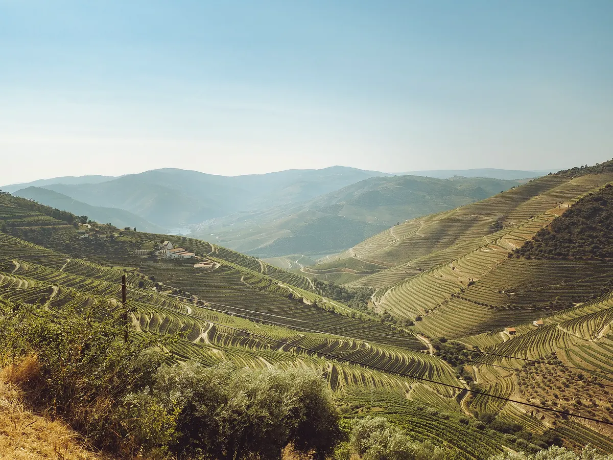 Wide view of the Douro Valley's vineyard-covered slopes